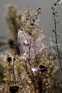 Preview wallpaper spiderweb, blur, branches, plant