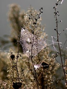 Preview wallpaper spiderweb, blur, branches, plant