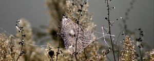 Preview wallpaper spiderweb, blur, branches, plant