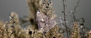 Preview wallpaper spiderweb, blur, branches, plant