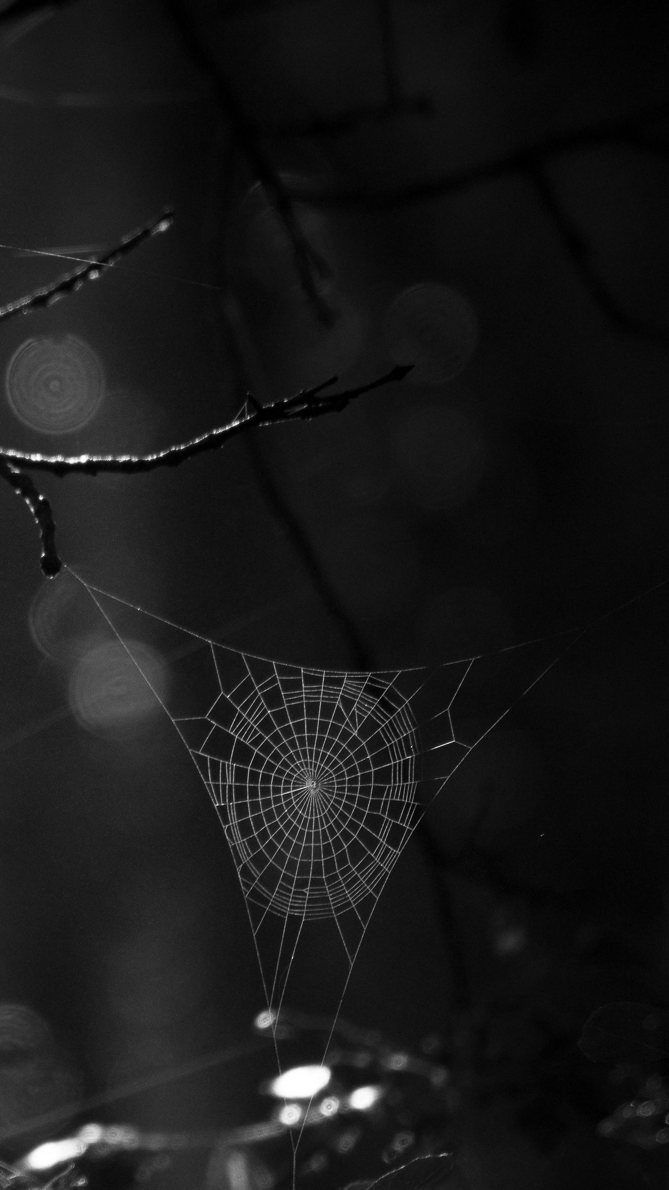 550809 1920x1080 fly spider man web of shadows wallpaper JPG 79 kB - Rare  Gallery HD Wallpapers