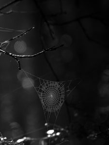 Preview wallpaper spiderweb, bw, dark, wicker, glare