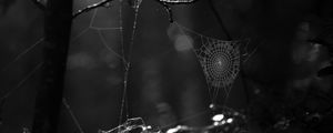 Preview wallpaper spiderweb, bw, dark, wicker, glare