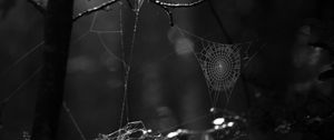 Preview wallpaper spiderweb, bw, dark, wicker, glare