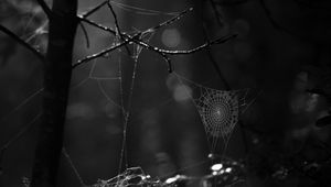 Preview wallpaper spiderweb, bw, dark, wicker, glare