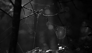 Preview wallpaper spiderweb, bw, dark, wicker, glare