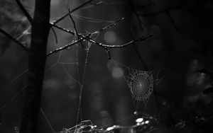 Preview wallpaper spiderweb, bw, dark, wicker, glare