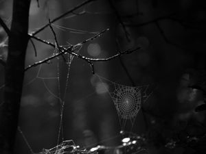 Preview wallpaper spiderweb, bw, dark, wicker, glare