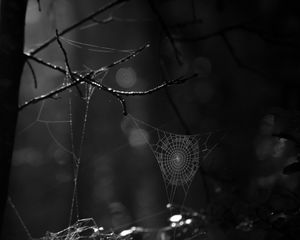 Preview wallpaper spiderweb, bw, dark, wicker, glare