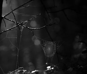 Preview wallpaper spiderweb, bw, dark, wicker, glare