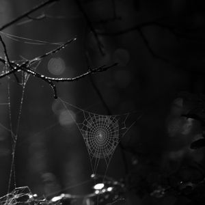 Preview wallpaper spiderweb, bw, dark, wicker, glare