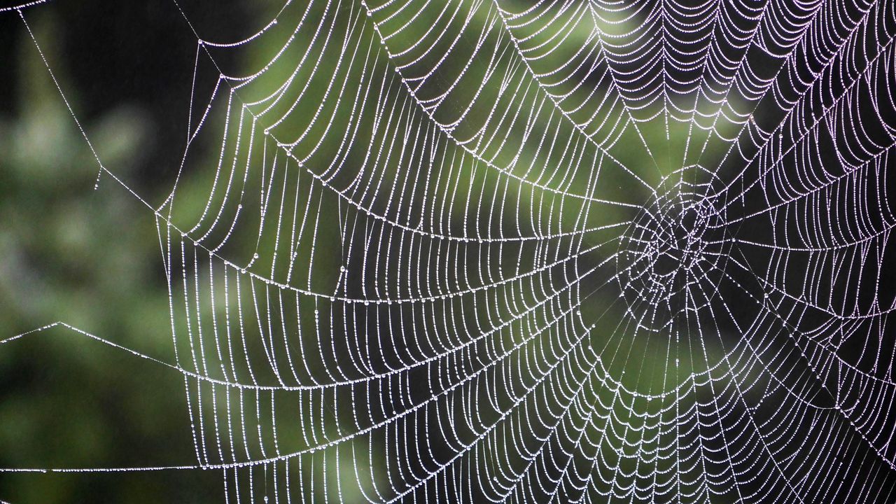 Wallpaper spiderweb, drops, weaving