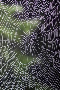 Preview wallpaper spiderweb, drops, weaving