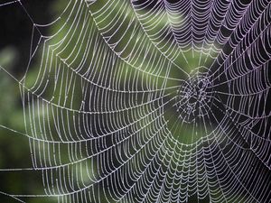 Preview wallpaper spiderweb, drops, weaving