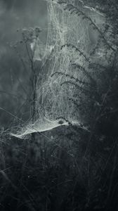 Preview wallpaper spiderweb, fog, bw, weaving, grass