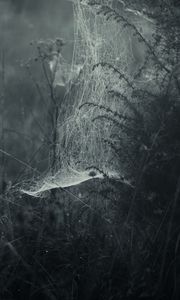 Preview wallpaper spiderweb, fog, bw, weaving, grass