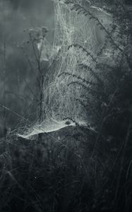 Preview wallpaper spiderweb, fog, bw, weaving, grass