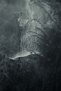 Preview wallpaper spiderweb, fog, bw, weaving, grass