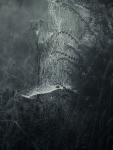 Preview wallpaper spiderweb, fog, bw, weaving, grass