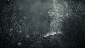 Preview wallpaper spiderweb, fog, bw, weaving, grass