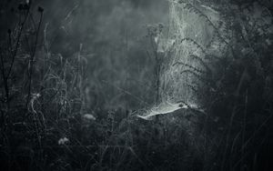 Preview wallpaper spiderweb, fog, bw, weaving, grass