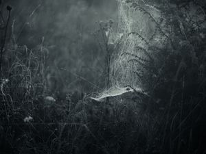 Preview wallpaper spiderweb, fog, bw, weaving, grass