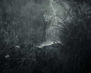 Preview wallpaper spiderweb, fog, bw, weaving, grass