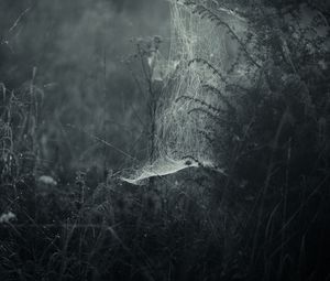Preview wallpaper spiderweb, fog, bw, weaving, grass