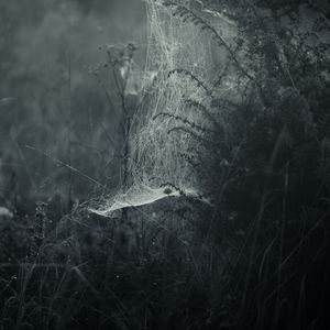 Preview wallpaper spiderweb, fog, bw, weaving, grass