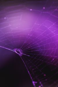 Preview wallpaper spiderweb, purple, weaving