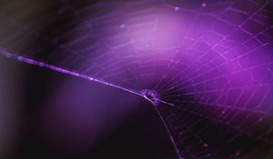 Preview wallpaper spiderweb, purple, weaving