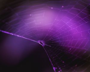 Preview wallpaper spiderweb, purple, weaving