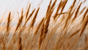 Preview wallpaper spike, dry, grass, field