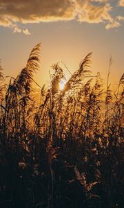 Preview wallpaper spike, grass, sun, dry