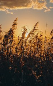 Preview wallpaper spike, grass, sun, dry