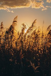 Preview wallpaper spike, grass, sun, dry