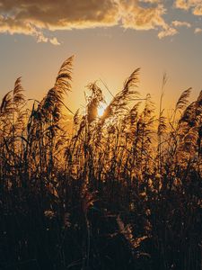 Preview wallpaper spike, grass, sun, dry