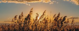 Preview wallpaper spike, grass, sun, dry