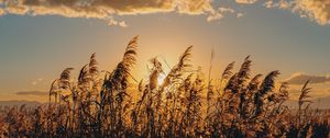 Preview wallpaper spike, grass, sun, dry