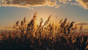 Preview wallpaper spike, grass, sun, dry