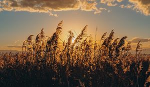 Preview wallpaper spike, grass, sun, dry