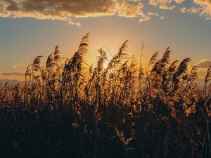 Preview wallpaper spike, grass, sun, dry