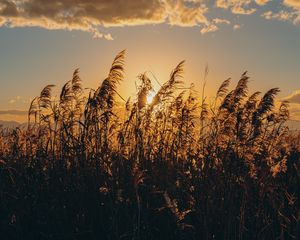 Preview wallpaper spike, grass, sun, dry