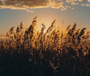 Preview wallpaper spike, grass, sun, dry