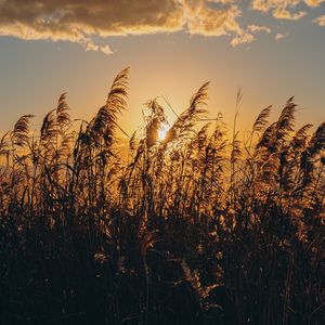 Preview wallpaper spike, grass, sun, dry