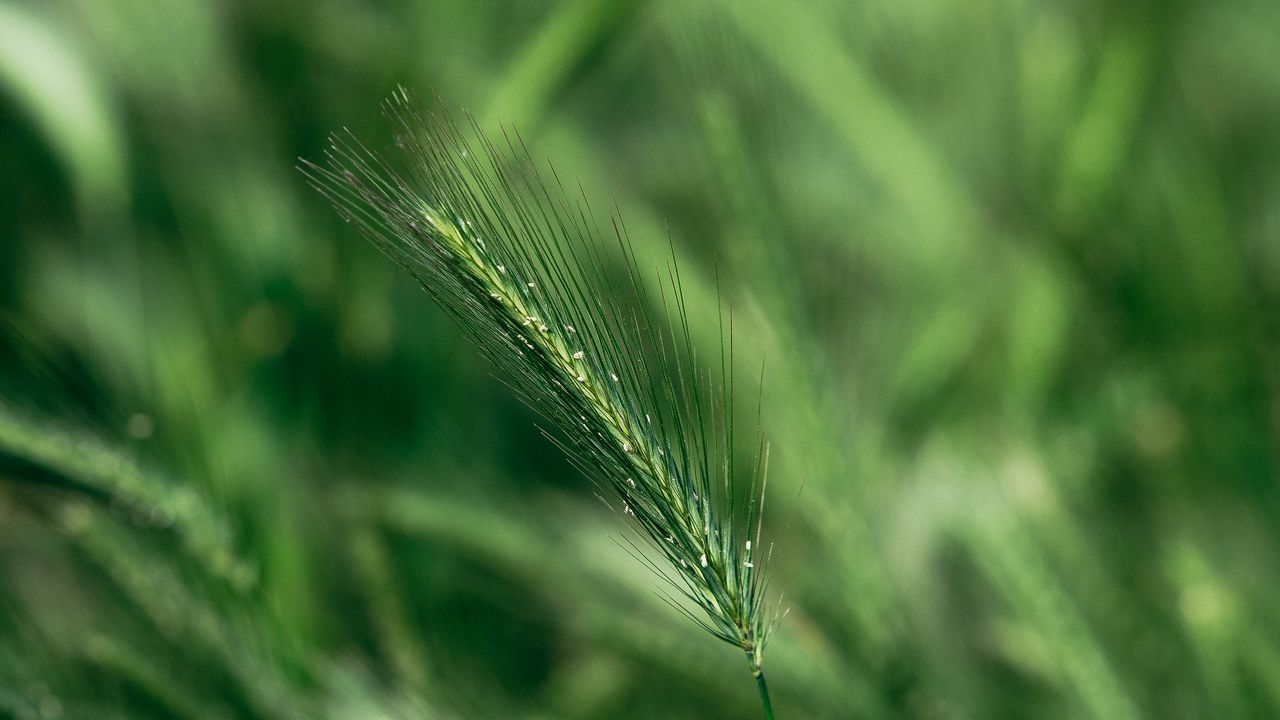 Wallpaper spike, macro, grass, green