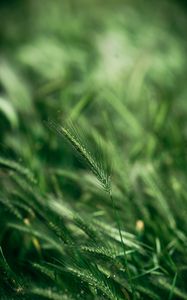 Preview wallpaper spike, macro, grass, green