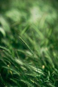 Preview wallpaper spike, macro, grass, green