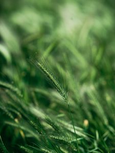 Preview wallpaper spike, macro, grass, green