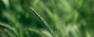 Preview wallpaper spike, macro, grass, green